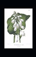 Hosta Sieboldiana Lilies by Abraham Jacobus Wendel Journal: Take Notes, Write Down Memories in this 150 Page Lined Journal