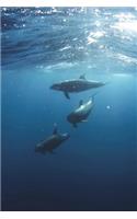 Dolphins in the Red Sea Journal: 150 page lined notebook/diary