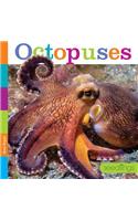 Octopuses: (Seedlings)