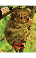 Tarsier Sketchbook: Blank Paper for Drawing, Doodling or Sketching 120 Large Blank Pages (8.5"x11") for Sketching, inspiring, Drawing Anything Kids Love to do and to Im