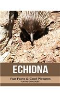 Echidna: Fun Facts & Cool Pictures