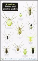 A Guide to House and Garden Spiders