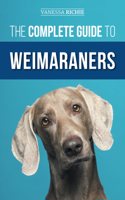Complete Guide to Weimaraners