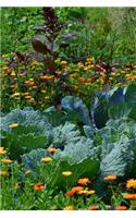 White Cabbage in the Garden Journal