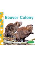 Beaver Colony