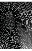 Spider Web