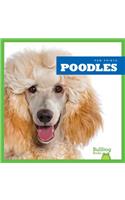 Poodles