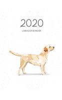 2020 Labrador Retriever