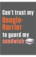 Can't trust my Beagle-Harrier to guard my sandwich: For Beagle-Harrier Dog Breed Fans