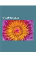 Crassulaceae: Adromischus, Aeonium, Aichryson, Bryophyllum, Crassula, Dudleya, Echeveria, Graptopetalum, Greenovia, Hylotelephium, K