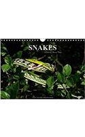 Snakes / UK-Version 2017: Snakes, Fascinating Reptiles, Snake Calendar, Reptile, Benny Trapp(Calvendo Animals)