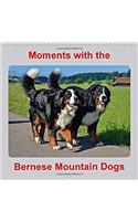 Moments with the Bernese Mountain Dogs 2017