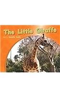 Little Giraffe