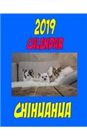 2019 Calendar Chihuahua