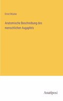 Anatomische Beschreibung des menschlichen Augapfels