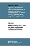 Die Entwicklung der C-Zellen und des Follikelepithels der Säugerschilddrüse