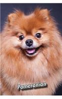 Pomeranian