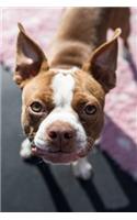 Boston Terrier