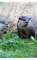 Two Curious Oriental Small-Clawed River Otters (Amblonyx cinereus) Journal: 150 Page Lined Notebook/Diary