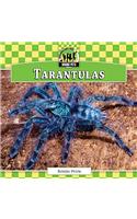 Tarantulas