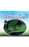 Grasshoppers
