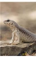 Desert Iguana Checking Things Out in Mexico Lizard Journal