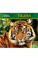 National Geographic Tigers 2019 Wall Calendar