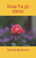 Rosa fra gli sterpi