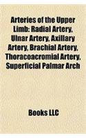 Arteries of the Upper Limb: Radial Artery, Ulnar Artery, Axillary Artery, Brachial Artery, Thoracoacromial Artery, Superficial Palmar Arch(English)