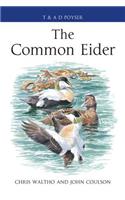 The Common Eider