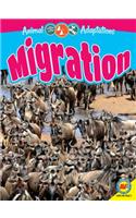 Migration: (Animal Adaptations)