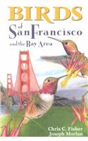 Birds of San Francisco and the Bay Area