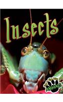 Insects