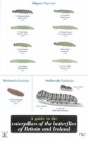 Guide to Caterpillars of the Butterflies of Britain and Ireland