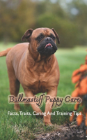 Bullmastiff Puppy Care