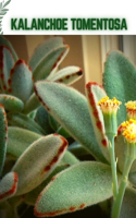 Kalanchoe Tomentosa