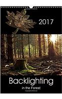 Backlighting in the Forest 2017: Backlighting is One of the Most Attractive Forms of Lighting for Photography and Creates Interesting Highlights(Calvendo Nature)