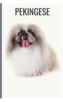 Pekingese