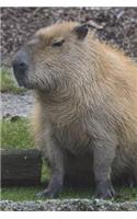 A Cute Capybara Just Sitting Around Journal: 150 Page Lined Notebook/Diary