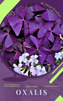 Oxalis