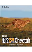 Big Cat Diary