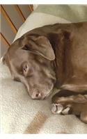 2020 Weekly Planner Chocolate Lab Dogs Labrador Retriever Naps Blanket 134 Pages: 2020 Planners Calendars Organizers Datebooks Appointment Books Agendas
