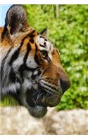 Hungry Tiger