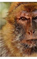 Closeup of a Barbary Macaque Journal