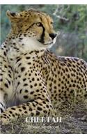 Cheetah