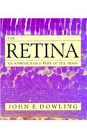The Retina