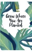 Grow Where You Are Planted
