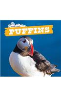 Puffins