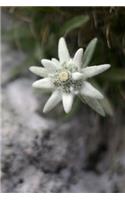 Edelweiss Alpine Flower (Leontopodium Alpinum) Journal: 150 page lined notebook/diary(English)