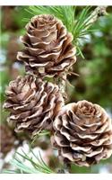 Larch Pinecone Journal: 150 Page Lined Notebook/Diary